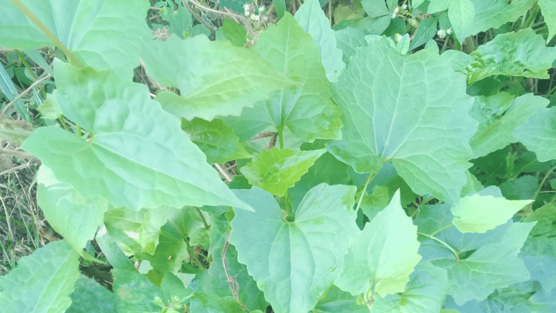 Folhas de guaco na natureza