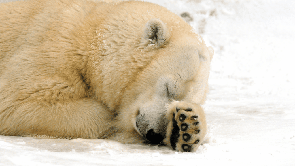 Urso polar dormindo