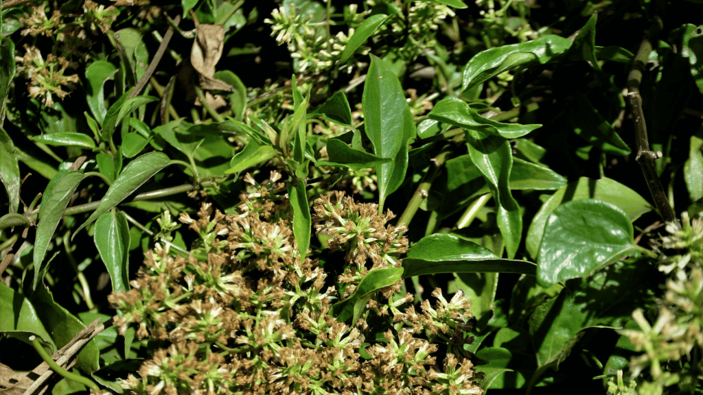 Flores de guaco em plantação