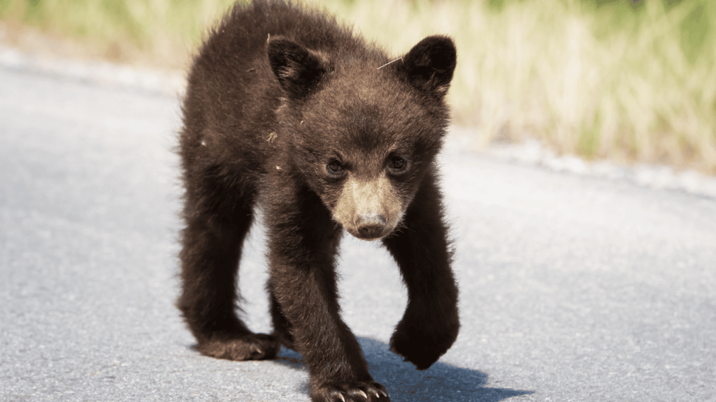 Filhote de urso andando em estrada