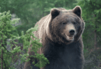 Urso pardo em meio a natureza