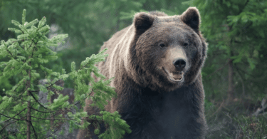Urso pardo em meio a natureza