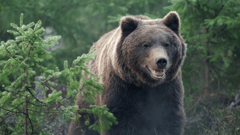 Urso pardo em meio a natureza