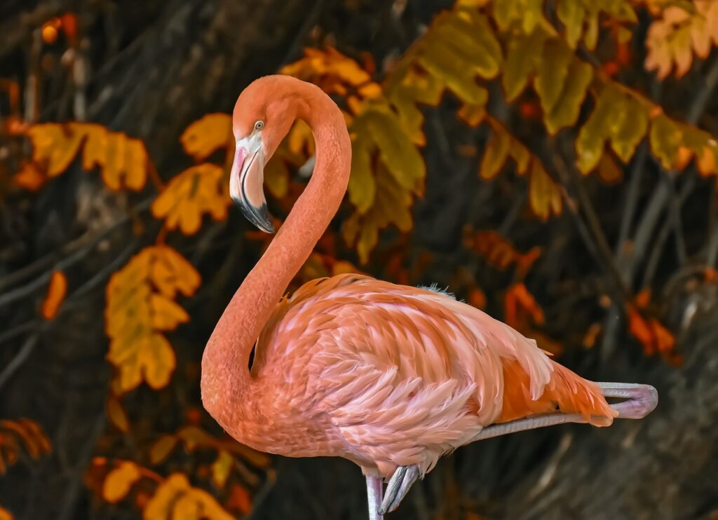 Flamingo sozinho em meio a algumas folhas na natureza
