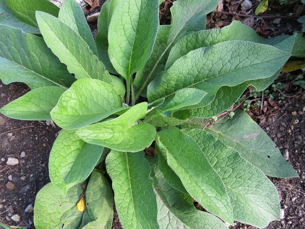 Planta confrei na natureza