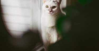 cropped-significado-espiritual-das-atitudes-do-gato-scaled-1.jpg