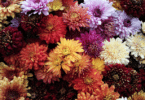 Várias flores - de diferentes cores - juntas