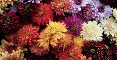 Várias flores - de diferentes cores - juntas