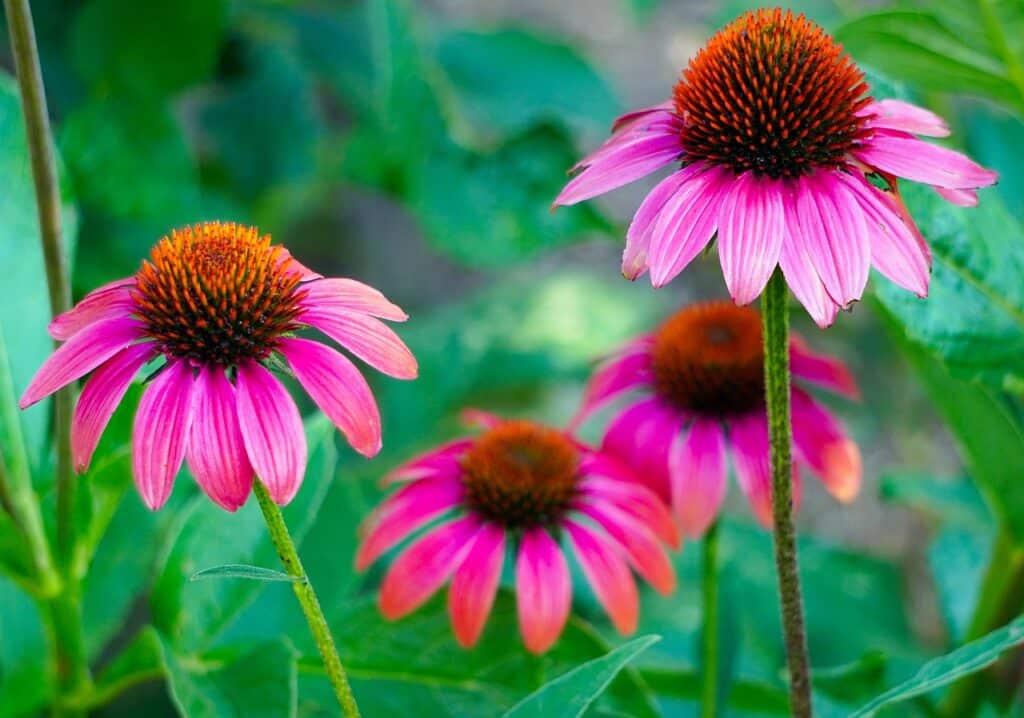 Flores de equinácea na natureza