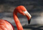 Flamingo sozinho na natureza