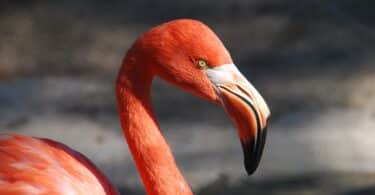 Flamingo sozinho na natureza