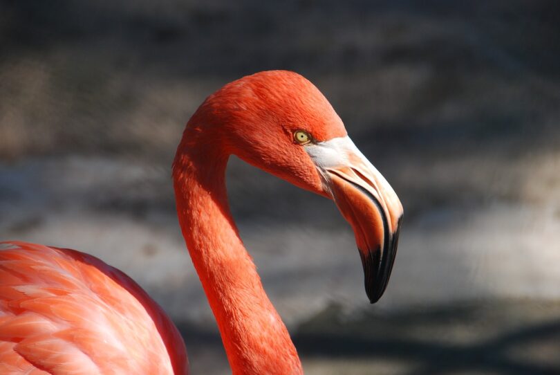 Flamingo sozinho na natureza