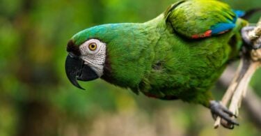 Papagaio pousado em galho na natureza