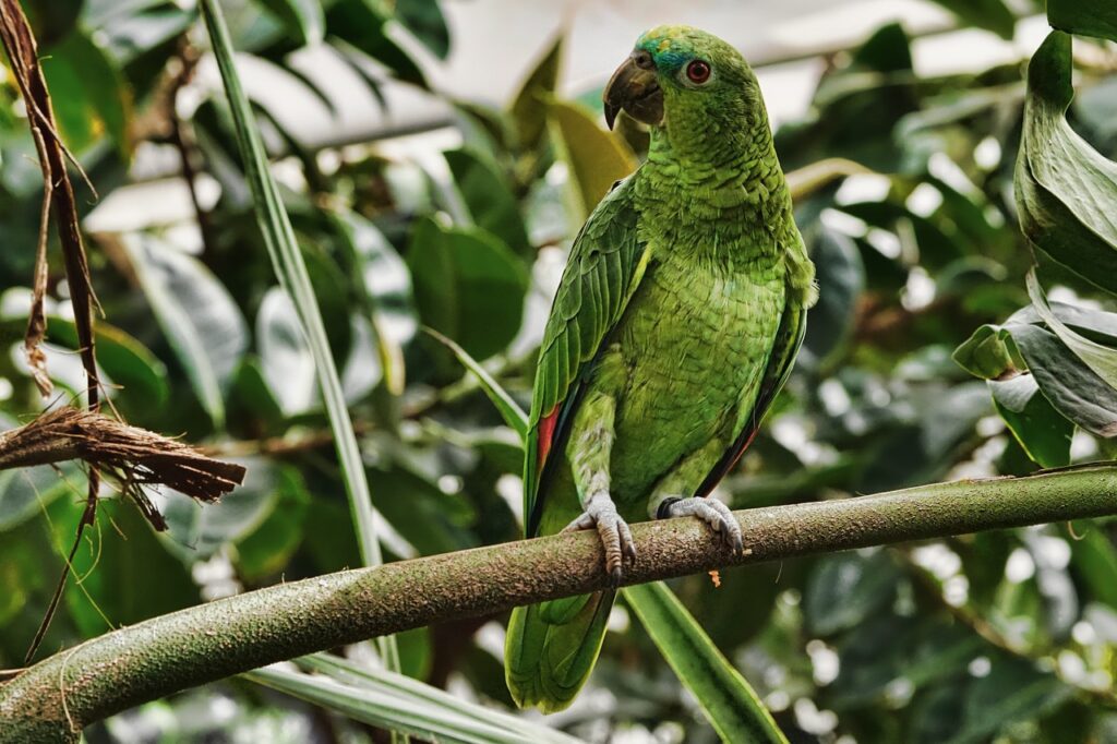 Papagaio pousado em galho na natureza