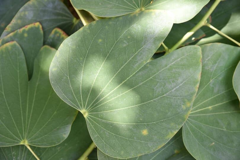 Patadevaca saiba quais são os benefícios dessa planta!