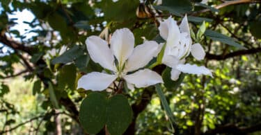 Flor da planta pata de vaca na natureza