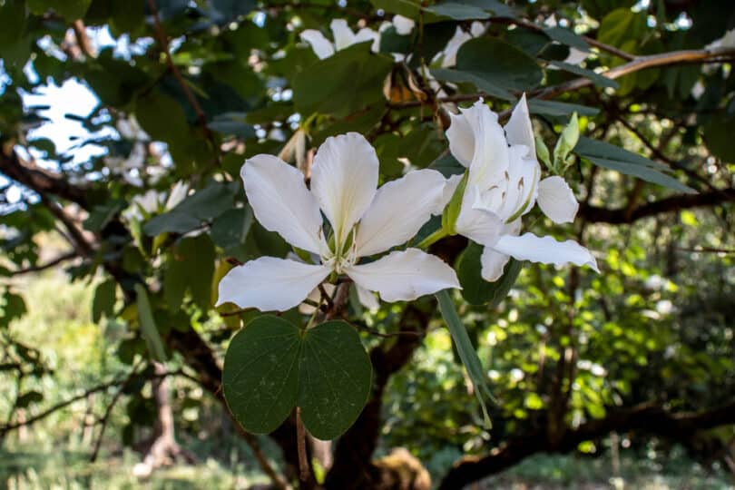 Flor da planta pata de vaca na natureza