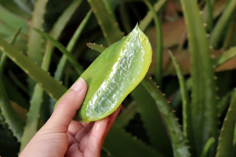 Planta cortada no meio, mostrando a babosa