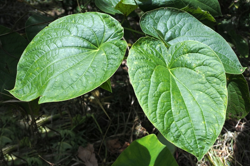 Folhas de Kava Kava na natureza