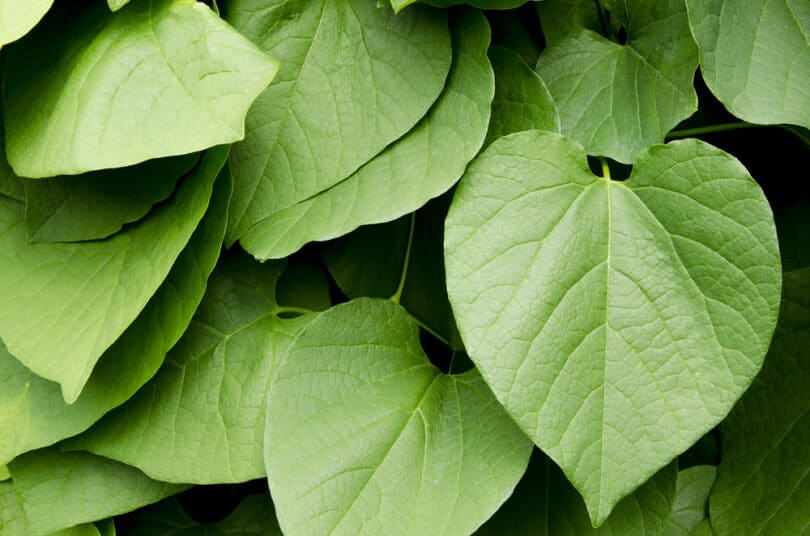 Planta Kava Kava na natureza