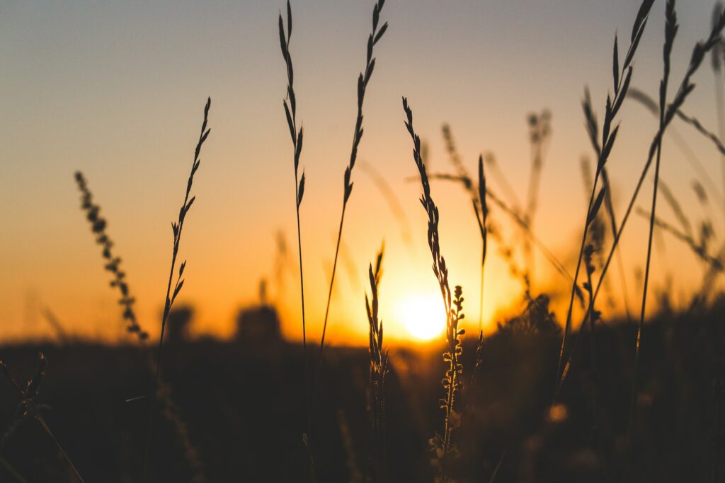 Silhueta de um campo ao nascer do Sol.