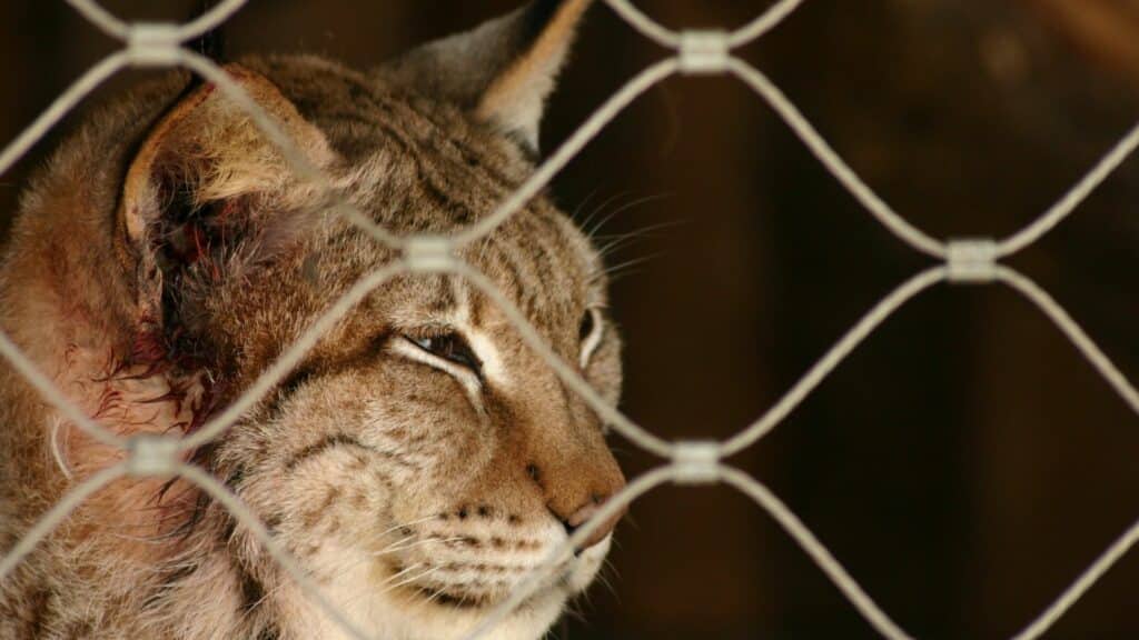 Imagem de uma lince presa