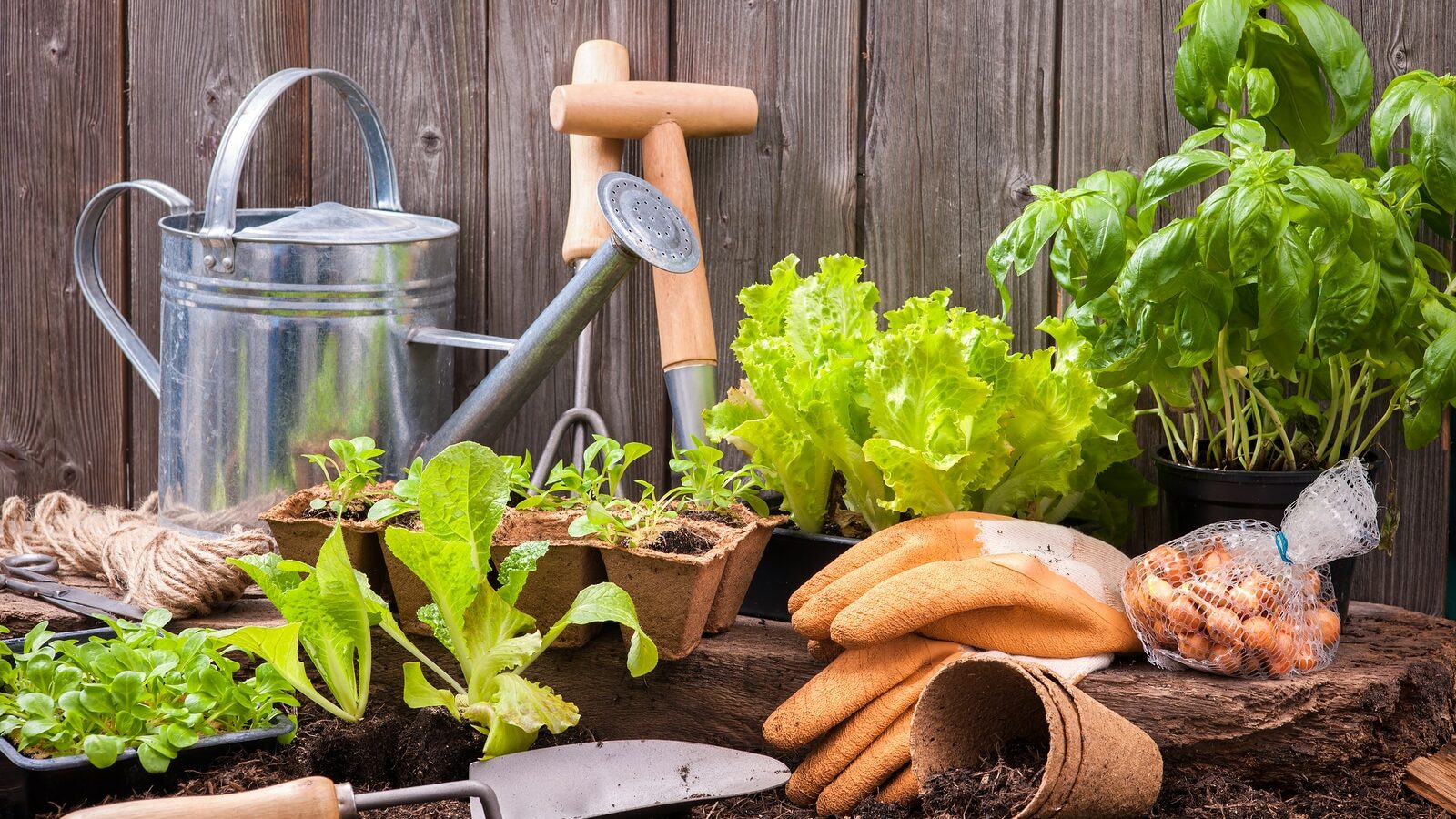 Seedlings of lettuce with gardening tools outside the potting sh