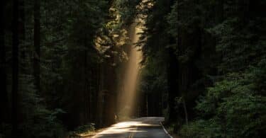 Paisagem de uma estrada parcialmente iluminada pelo Sol entre as árvores.