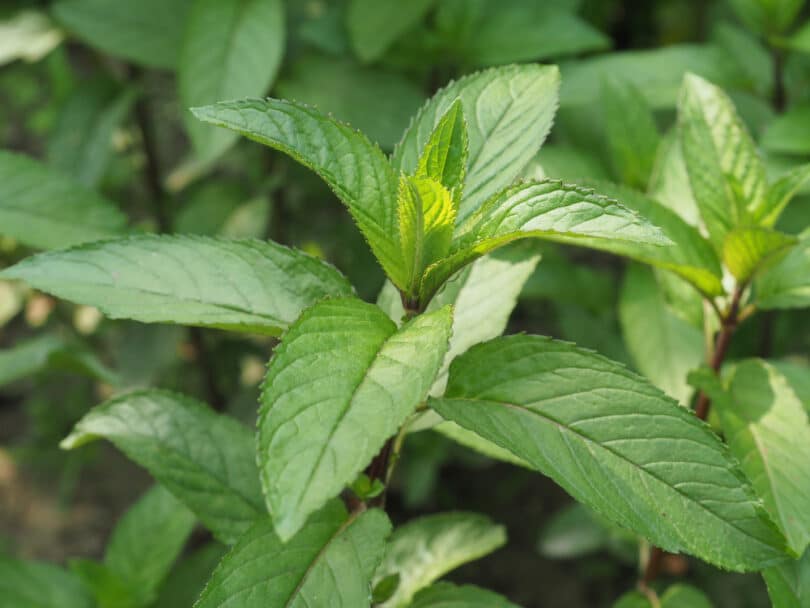 Planta hortelã-pimenta na natureza