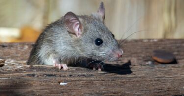 Pequeno rato de cor acinzentada. Ele está sobre um pedaço de madeira ou tronco.