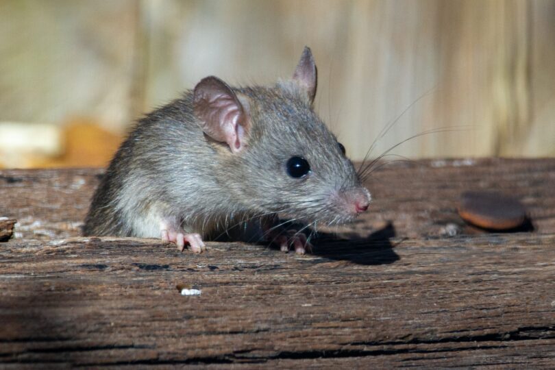 Pequeno rato de cor acinzentada. Ele está sobre um pedaço de madeira ou tronco.