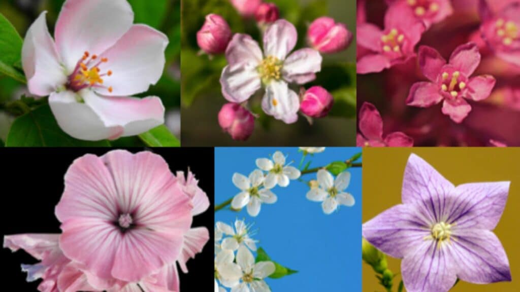 Imagem de flores diversas 