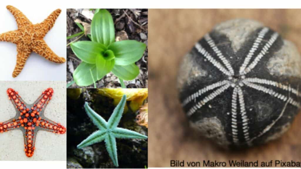 Imagem de estrelas do mar, uma planta, mostrando seu formato de cinco pontas