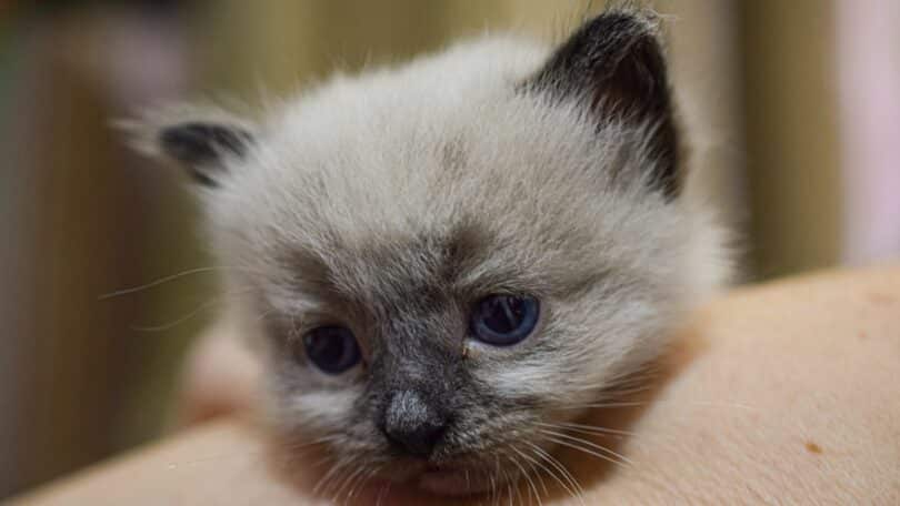 Imagem de um gatinho filhote com a cabeça recostada no braço de uma pessoa