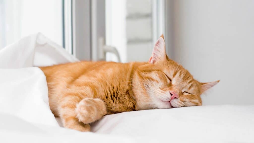 Imagem de um gato dormindo em cima de lençóis brancos