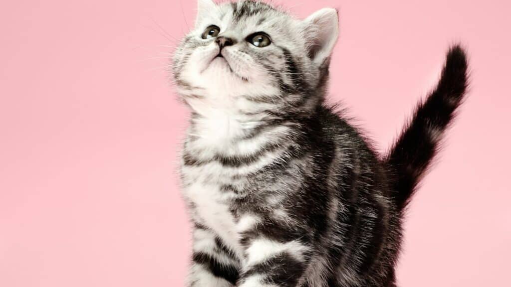 Imagem de uma filhote de gato cinza em um fundo rosa