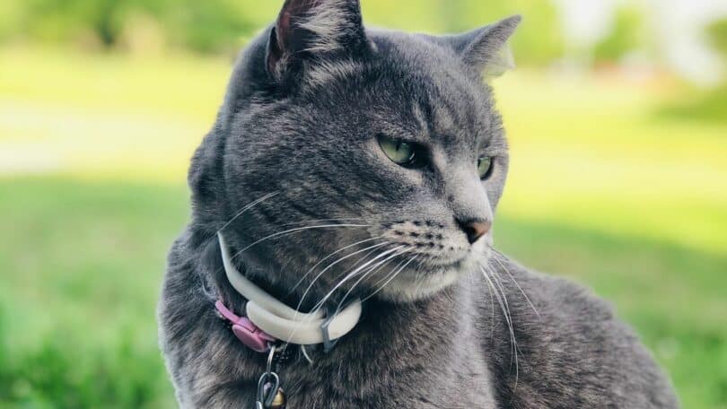 Imagem de um gato cinza ao ar livre olhando para o lado
