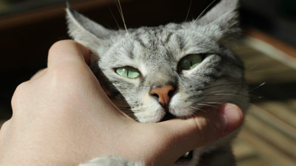 Imagem de um gato cinza de olhos verdes mordendo o polegar de uma pessoa