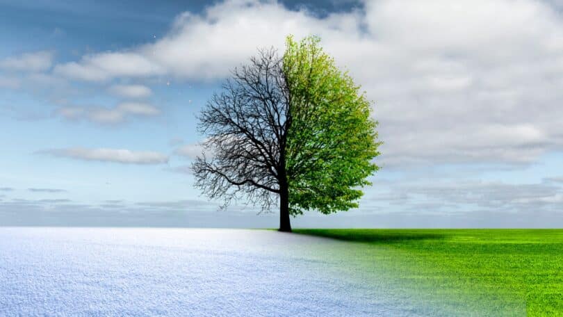Imagem de uma árvore seca de um lado e de outro verde