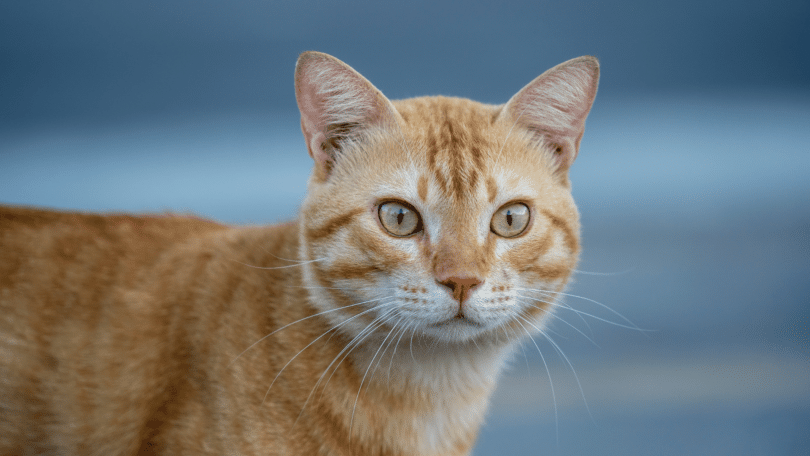 Gato amarelo com olhos verdes