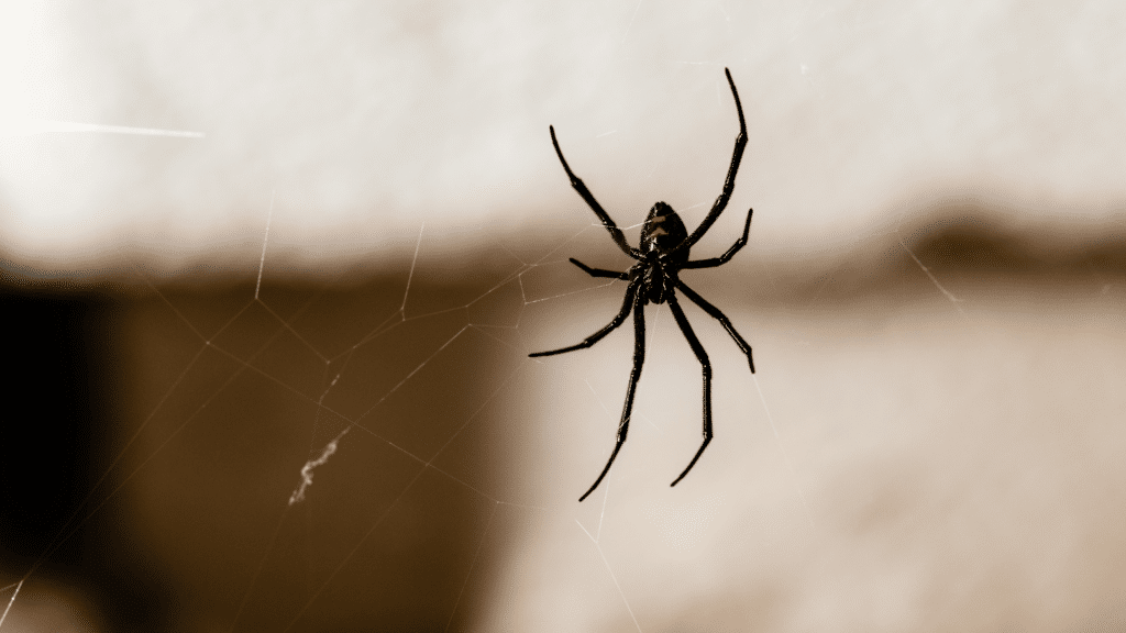 Aranha negra pendurada em sua teia