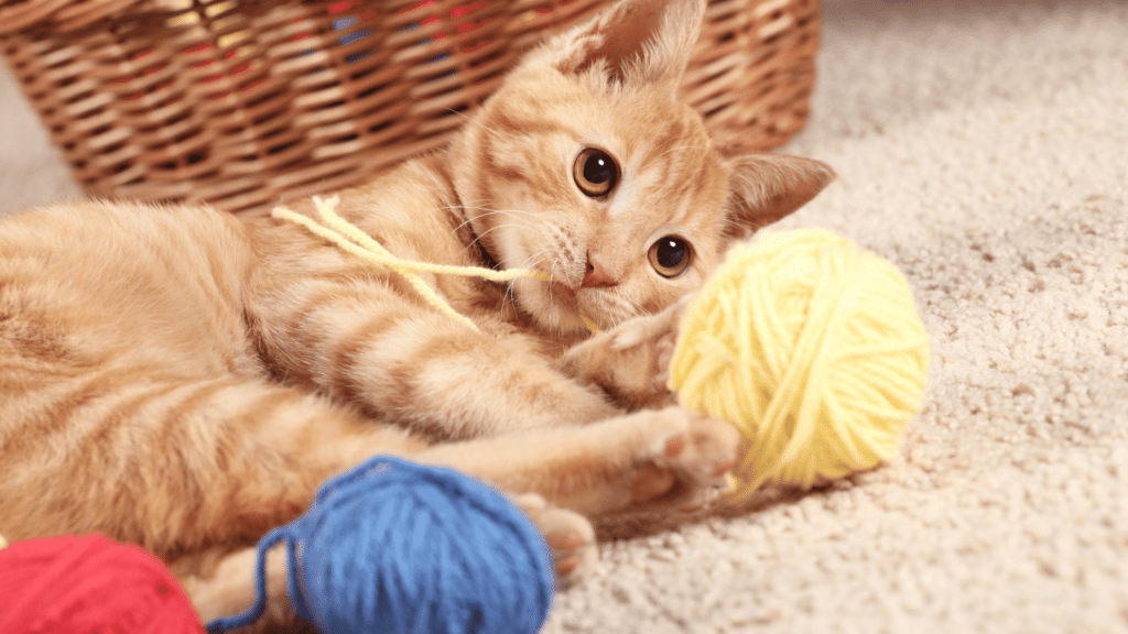 Gato amarelo brincando com novelos de lã