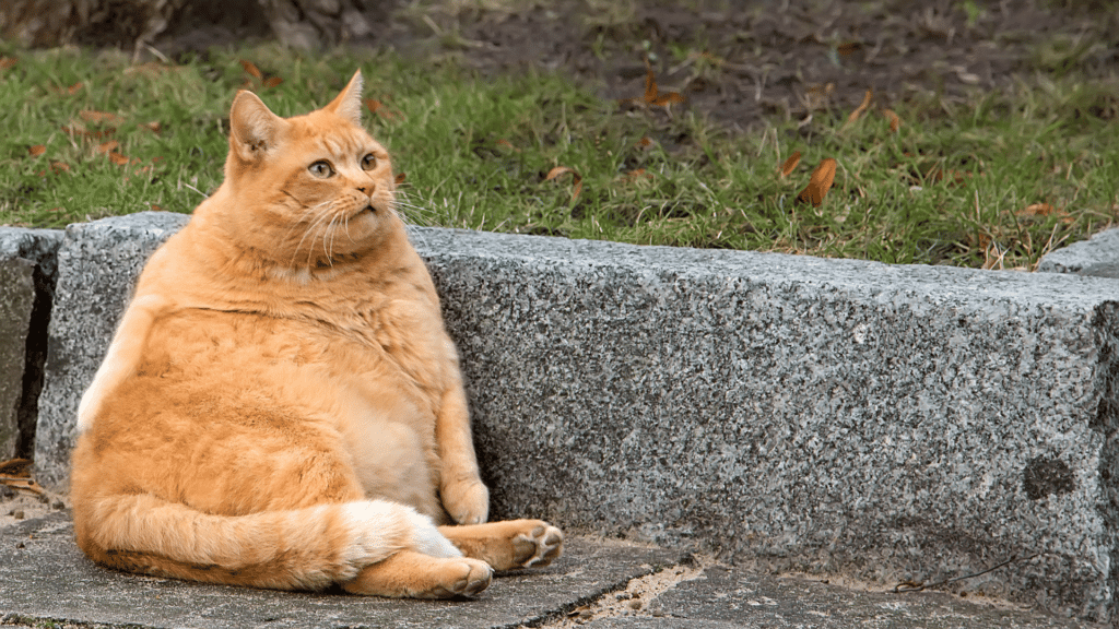 Gato amarelo encostado em uma mureta