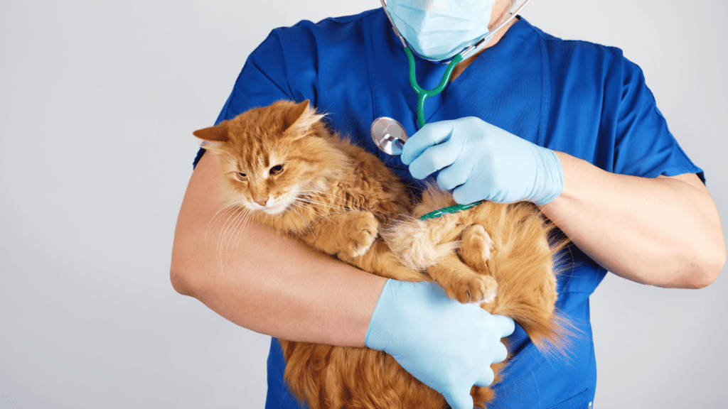 Gato amarelo sendo segurado por um veterinário