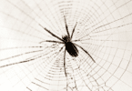 Aranha em sua teia