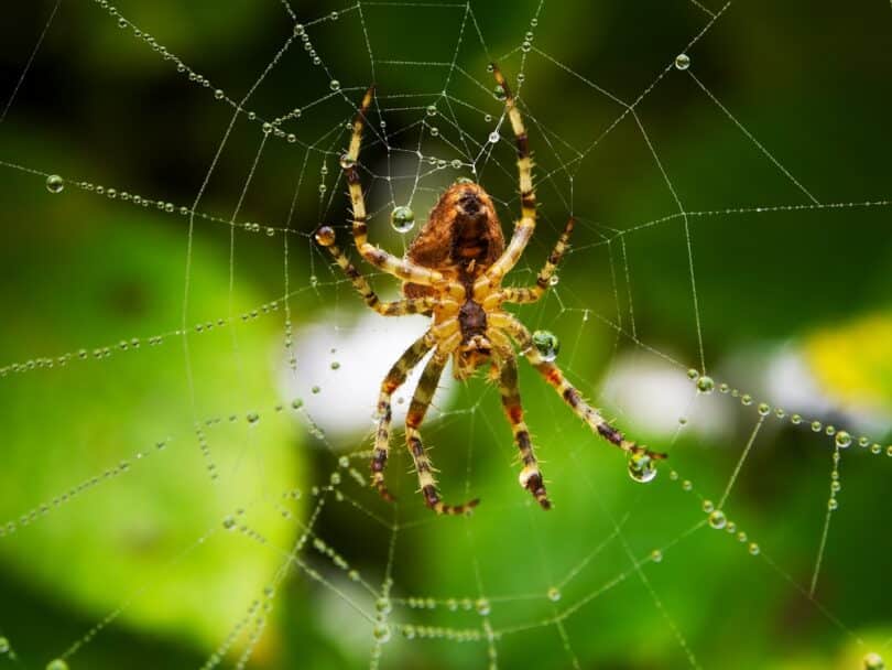 Aranha pequena em teia no meio da natureza