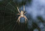 Aranha em sua teia na natureza