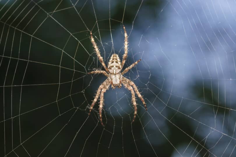 Aranha em sua teia na natureza