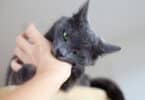 Gato preto mordendo a mão