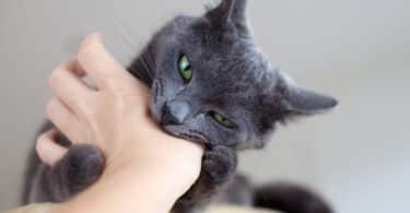 Gato preto mordendo a mão
